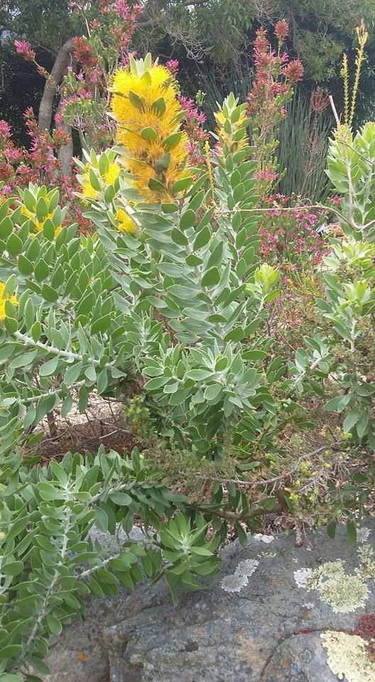 Mimetes chrysanthus