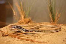 Mimic glass lizard httpsuploadwikimediaorgwikipediacommonsthu