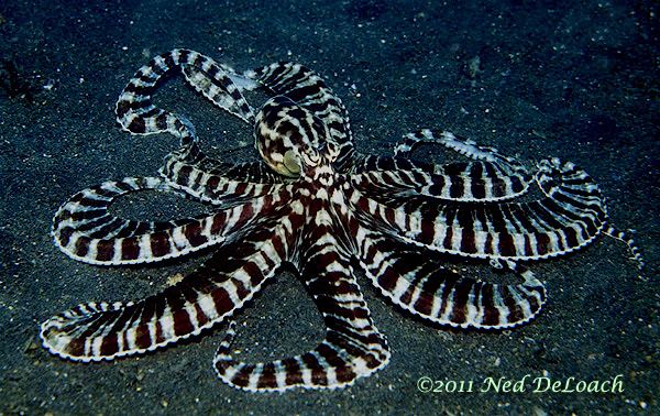 Mimic octopus The Mimic Octopus Part 1
