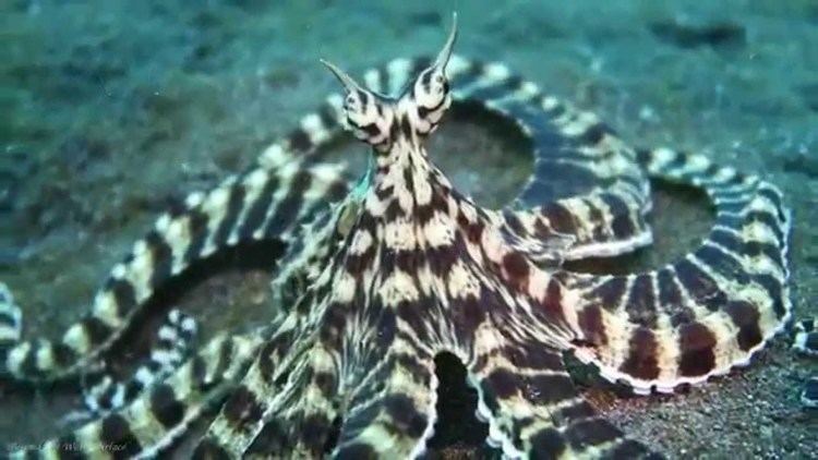 Mimic octopus Live Footage Of Mimic Octopus HD YouTube