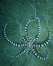 Mimic octopus httpsuploadwikimediaorgwikipediacommonsthu
