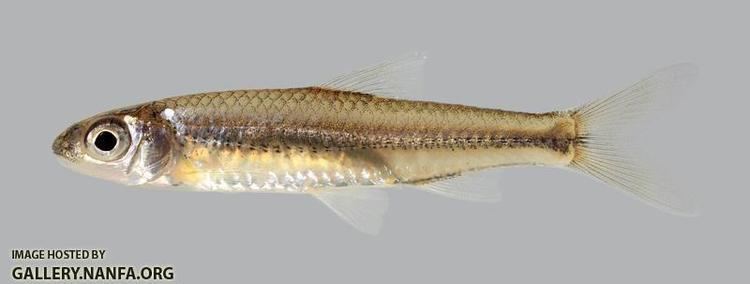 Mimic shiner Notropis volucellus 36951 Mimic Shiner