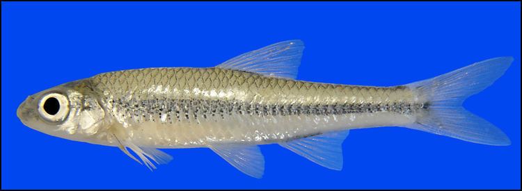 Mimic shiner mimic shiner Notropis volucellus