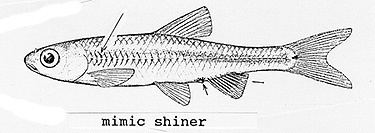 Mimic shiner Fish Images Mimic shiner