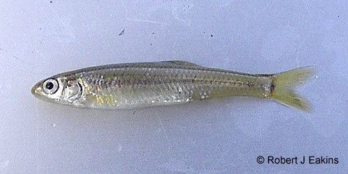 Mimic shiner Ontario Freshwater Fishes Life History Database Species Detail