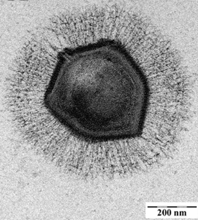 Mimivirus Researchers Cast Doubt on CRISPRLike System in Giant Viruses The