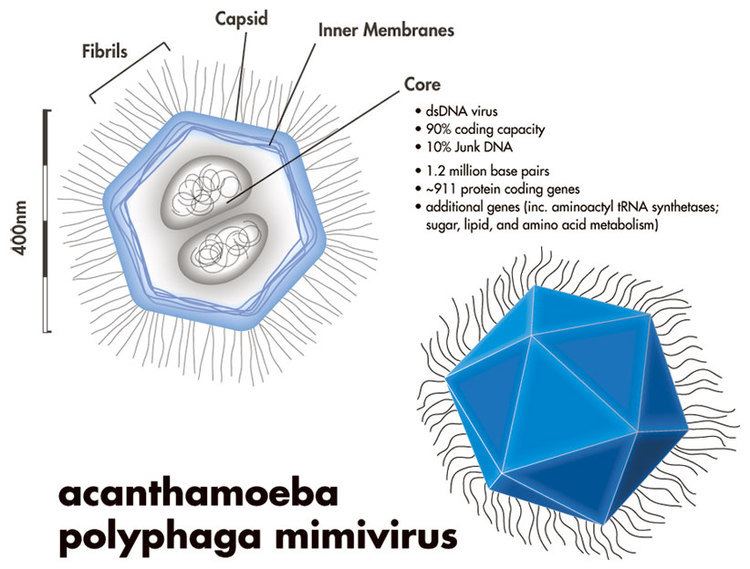 Mimivirus Mimivirus Wikipedie