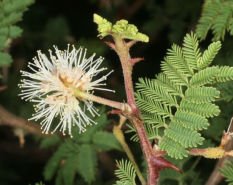 Mimosa aculeaticarpa Vascular Plants of the Gila Wilderness Mimosa aculeaticarpa var