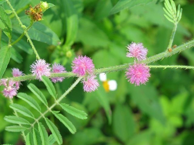 Mimosa diplotricha Mimosa diplotricha The Total Vascular Flora of Singapore Online