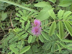 Mimosa diplotricha httpsuploadwikimediaorgwikipediacommonsthu