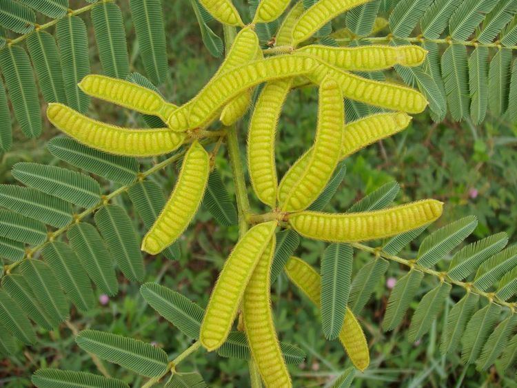 Mimosa pigra Mimosa pigra L Species Images