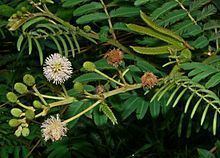 Mimosa pigra httpsuploadwikimediaorgwikipediacommonsthu