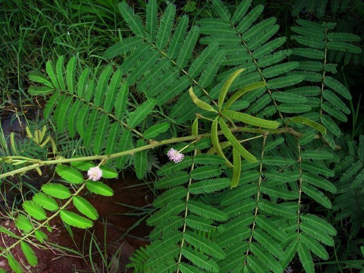 Mimosa pigra Mimosa pigra Fabaceae image 33542 at PlantSystematicsorg