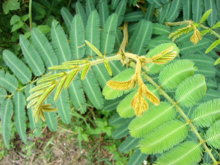 Mimosa pigra FileMimosa pigra 3JPG Wikimedia Commons