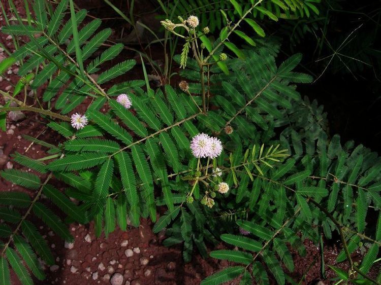 Mimosa pigra Mimosa pigra Fabaceae image 33541 at PlantSystematicsorg