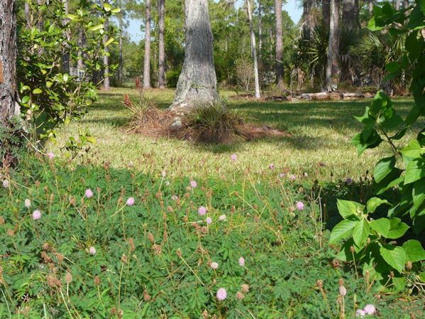 Mimosa strigillosa Florida Native Plant Society