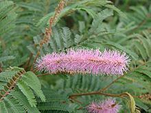 Mimosa verrucosa httpsuploadwikimediaorgwikipediacommonsthu