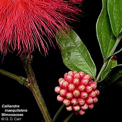 Mimosoideae Flowering Plant Families UH Botany