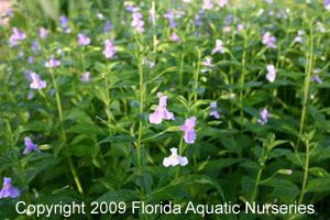 Mimulus ringens Florida Aquatic Nurseries Water Garden Plant Mimulus ringens