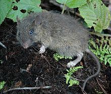 Mindanao hairy-tailed rat httpsuploadwikimediaorgwikipediacommonsthu