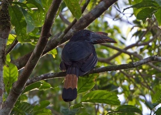 Mindanao hornbill Mindanao Hornbill BirdForum Opus