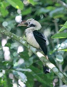 Mindanao hornbill httpsuploadwikimediaorgwikipediacommonsthu