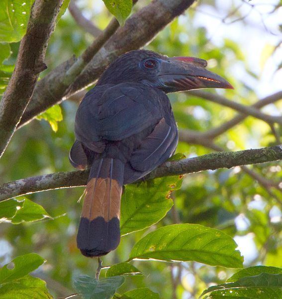 Mindanao hornbill Oriental Bird Club Image Database Mindanao Hornbill Penelopides