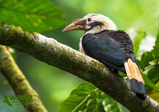 Mindanao hornbill Oriental Bird Club Image Database Photographers
