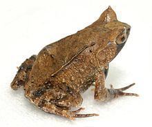 Mindanao horned frog httpsuploadwikimediaorgwikipediacommonsthu
