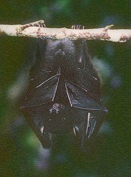 Mindanao pygmy fruit bat hayop0catchcomApaucidentatLHjpg