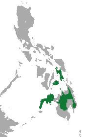Mindanao shrew