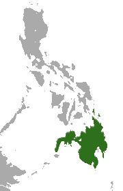 Mindanao treeshrew httpsuploadwikimediaorgwikipediacommons33