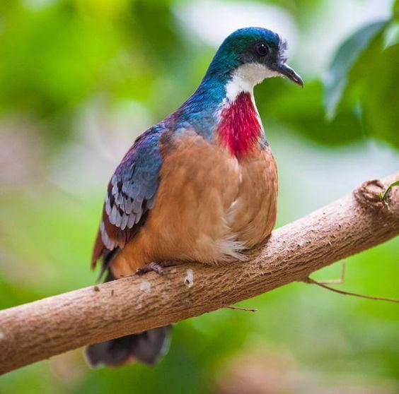 Mindoro bleeding-heart The Mindoro BleedingHeart is a groundliving pigeon that is only