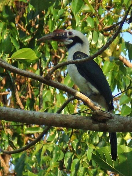 Mindoro hornbill Oriental Bird Club Image Database Mindoro Hornbill Penelopides