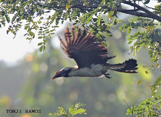 Mindoro hornbill Oriental Bird Club Image Database Mindoro Hornbill Penelopides