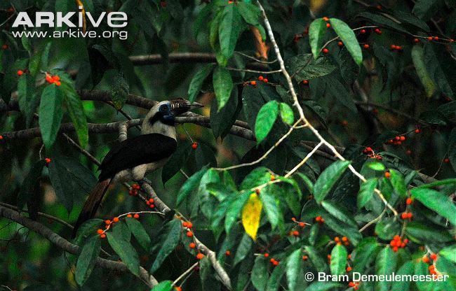 Mindoro hornbill Mindoro hornbill videos photos and facts Penelopides mindorensis