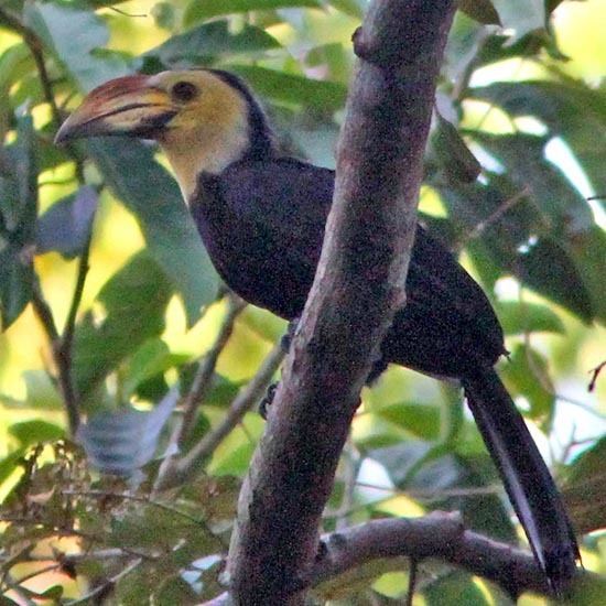 Mindoro hornbill Hornbill family Bucerotidae