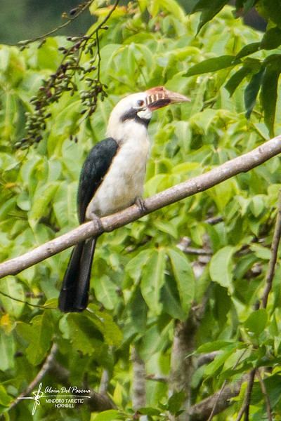 Mindoro hornbill Endangered Birds of the Philippines Alain Pascua