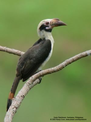 Mindoro hornbill V6 Phil Birds List Owls to Woodpeckers Philippine Bird