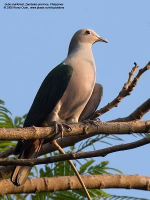 Mindoro imperial pigeon V5 Phil Birds List Pigeons to Coucals Philippine Bird
