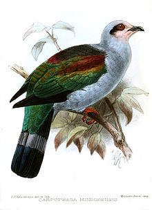 Mindoro imperial pigeon httpsuploadwikimediaorgwikipediacommonsthu