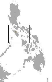 Mindoro shrew httpsuploadwikimediaorgwikipediacommons77