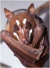 Mindoro stripe-faced fruit bat httpssmediacacheak0pinimgcom564xc13966