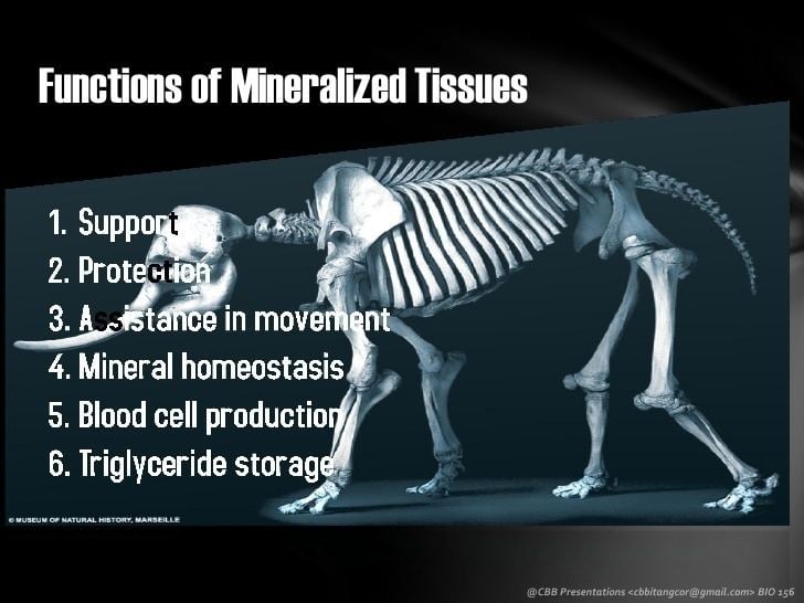 Mineralized tissues Mineralized Tissues