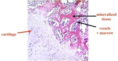 Mineralized tissues Musculoskeletal amp Dental Tissue Engineering Mooney Laboratory