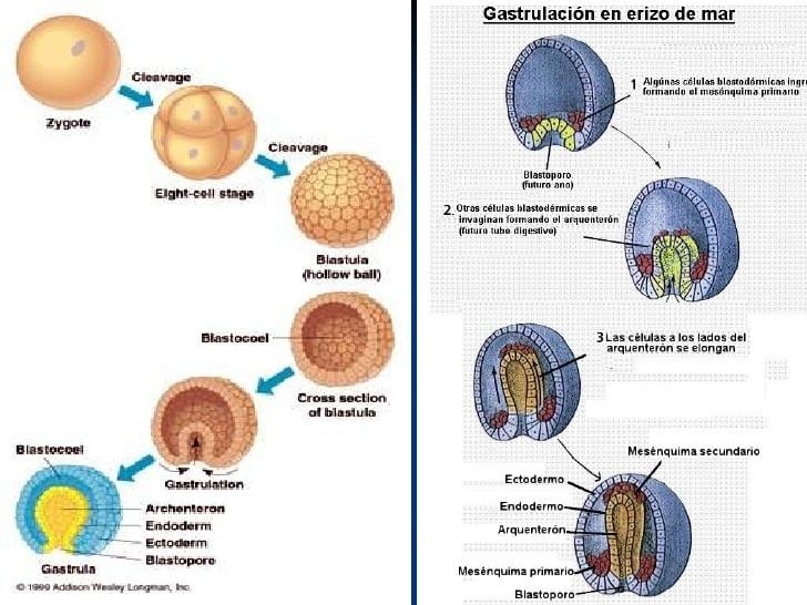 Mineralized tissues Mineralized tissues