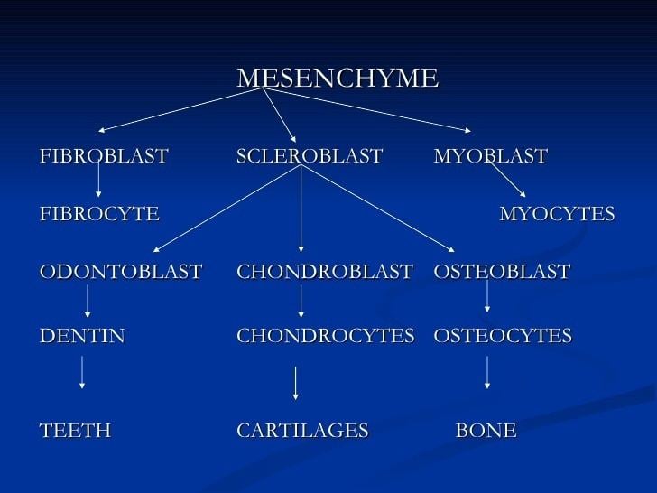 Mineralized tissues Mineralized tissues 1