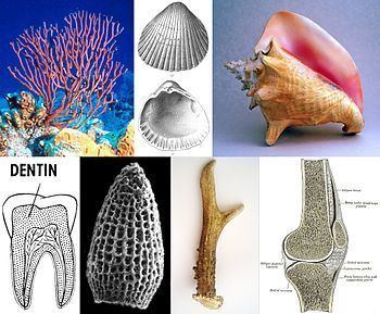 Mineralized tissues Mineralized tissues Wikipedia