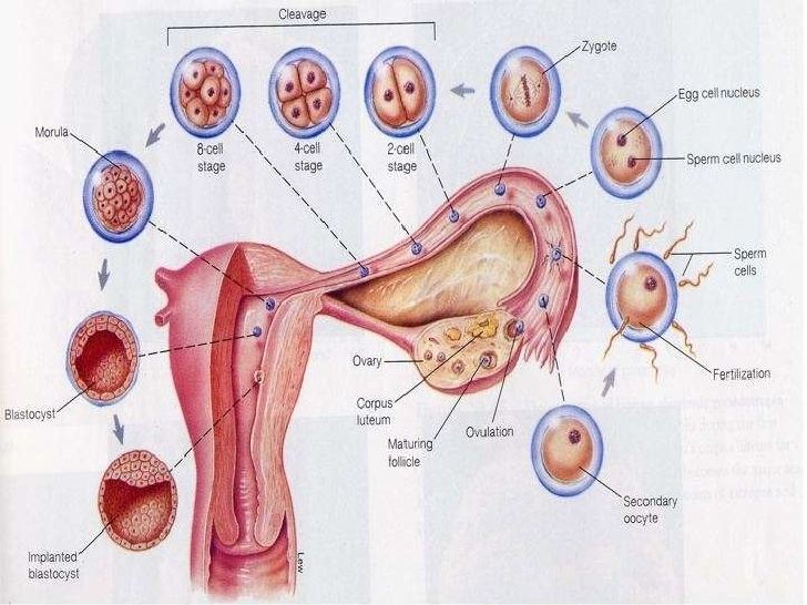 Mineralized tissues httpsimageslidesharecdncommineralizedtissues