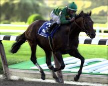 Mineshaft (horse) THOROUGHBRED RACING PHOTOS BY EQUINE PHOTOART 2003 PAGE